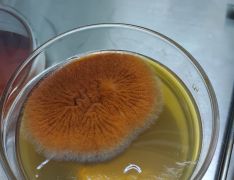 262223611 279332827542207185937341182246751 n  